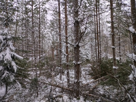 Nuoren metsän hoito alkamassa