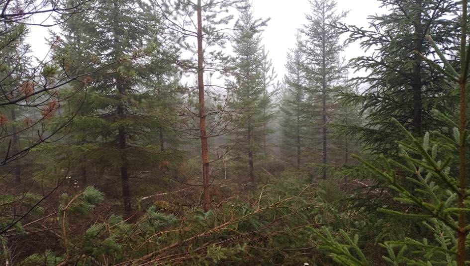 T2 luokan ja osittain nuoren metsän hoitoa