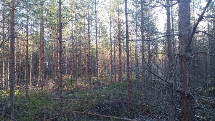 Nuoren metsän hoitoa