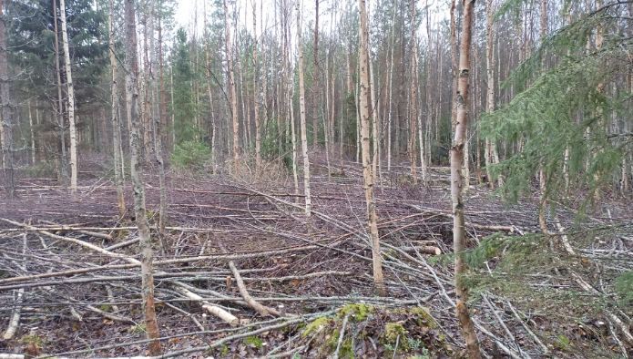 T2 taimikon hoitoa, hoitotoimenpiteet olivat jo myöhässä, poistuma on runsasta